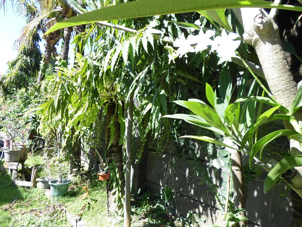 Bali Aman Darling House Hotel Canggu  Exterior photo